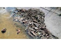 Adana’da yüzlerce at ve eşek eti kemiği bulundu