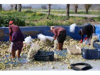 Adana’da yetişen turp, pırasa ve ıspanaklar deprem bölgesi Malatya’dan talep görüyor