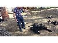 Antalya’da yasaklı cins köpekler ağıldaki 57 oğlağı telef etti