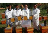 Kilosu bin TL: Sağlık açısında altın değerindeki polende hasat başladı