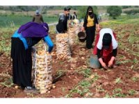 Adana’da turfanda patates hasadı başladı