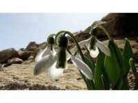 Toroslar’ın nazlı bitkisi kardelenler kendini gösterdi