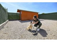 Sokak köpeklerinin özel yaşam alanı