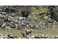 Avlanması, evcilleştirilmesi yasak olan yaban keçileri insanlarla iç içe yaşıyor