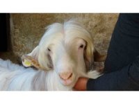 Kurbanlıklara bayram öncesi özel ilgi