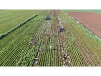 Enkaz kentte bereketli havuç hasadı