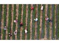 Kilosu 50 TL’ye kadar düştü: Çilekte açıkta hasat zamanı