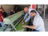 Kilosu 50 ile 350 TL arasında: Mersin’de açıkta erik hasadı başladı