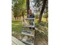 Antalya’da papağan operasyonu: 41 papağan ele geçirildi