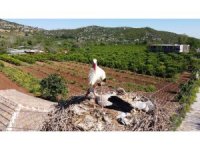 "Portakal" leylek 4 yıldır çok sevildiği mahalleye geliyor