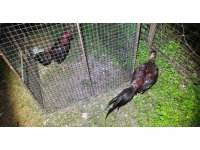 Horoz dövüşüne jandarma baskını