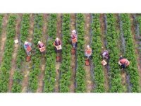 Enkaz kentte yüz güldüren çilek hasadı: Tarladan 70 TL’den alıcı buluyor