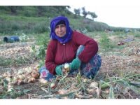 Amik Ovası’nda sıcak havada zorlu hasat: Soğan tarlada 17 TL’den alıcı buluyor