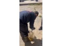 Adana’da yılan paniği