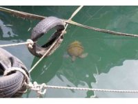 Vatandaşlar tarafından beslenen deniz kaplumbağaları balıkçı barınağını mesken edindi