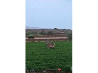 Salda Gölü kenarına bırakılan kızıl geyik yonca ve pancar tarlasında görüntülendi