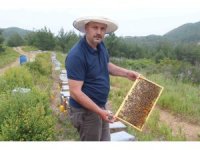 Arıcıların yeni favorisi avokado ve muz balı