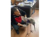 Samandağ’da yaralı leylek tedavi altına alındı