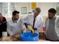 Yavru sazan balığı üretimi sağımla başladı