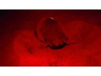 Deniz kaplumbağaları ilk yuvayı yaptı