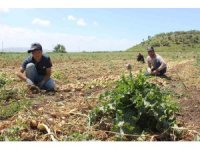 Zorlu mesai, günde 12 saat çalışan tarım işçileri 900 TL yevmiye elde ediyor