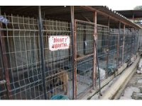 Kuduz vakasının görüldüğü bölgeden toplanan 12 köpeğin barınaktaki tedavi süreci devam ediyor