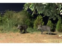 Çukurova Üniversitesinde domuz tedirginliği