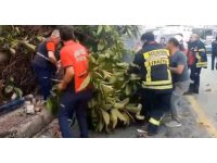 Otomobil yayalara çarptı, ağacı devirdi: 1 ölü, 3 yaralı