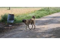 Yaşlı kadını köpeklerin parçaladığı köyde vatandaşlar, köpeklerin toplanmasını istiyor