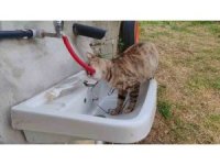 Çeşmeden su içen kedi ’Yıldız’ gülümsetti