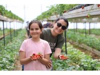 İstedikleri kadar topluyorlar