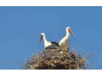 Kahramanmaraş’ta elektrik direklerini leylekler doldurdu