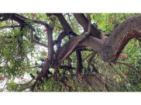 Binlerce kuşun bulunduğu Atatürk Parkı çocuklu ailelerin vazgeçilmezi oldu