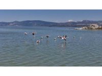 Burdur Gölü’nü besleyen yer altı su kaynakları su kuşlarına ev sahipliği yapıyor