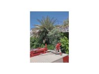 Payas’ta ağaçta mahsur kalan kedi kurtarıldı