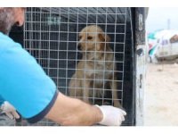 Ölümle sonuçlanabilen kuduzla ilgili veterinerden aşı uyarısı
