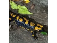 Nesli tükenmekte olan ’Anadolu Semenderi’ görüntülendi