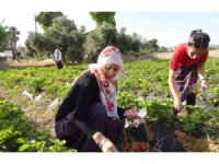 Milli Eğitim Müdürü şalvar giydi, yazma taktı, öğrencilerle birlikte çilek hasat etti