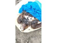 Tekne pervanesinin çarptığı deniz kaplumbağası tedavi altına alındı