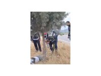 Kahramanmaraş’ta motosiklet refüjdeki ağaca çarptı: 1 ölü