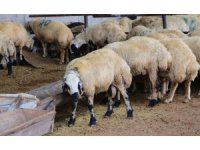 Adana’da küçükbaş kurbanlıkların fiyatları belirlendi