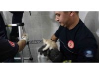 Hastanenin havalandırma boşluğuna düşen yavru kedi itfaiye operasyonuyla kurtarıldı