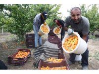 Enkaz kentte kayısı hasadı: Tarladan 20 TL’ye yurt içine, 25 TL’den yurt dışına satılıyor