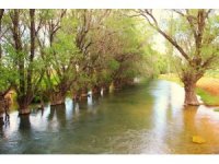 Mağaragözü Çayında asırlık söğüt ağaçları yıllara meydan okuyor