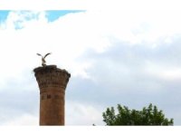 Depremde yarısı yıkılan minareye  leylek yuva yaptı