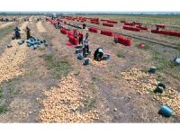 Soğan fiyatları tarlada 5 liraya düştü