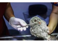 Doğada terkedilmiş bulunan 3 baykuş yavrusunu, bebek gibi beslediler