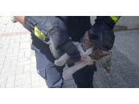 Alanya’da motosikletin içine sıkışan kedi 15 dakikalık çalışmayla kurtarıldı