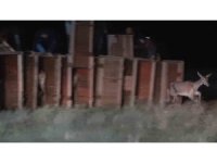 Salda Gölü kenarına 7 kızıl geyik daha bırakıldı