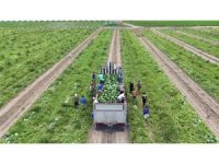 Almanya ve Rusya başta olmak üzere yurt dışına ihraç edilen erkenci karpuz, depremzede çiftçinin yüzünü güldürdü